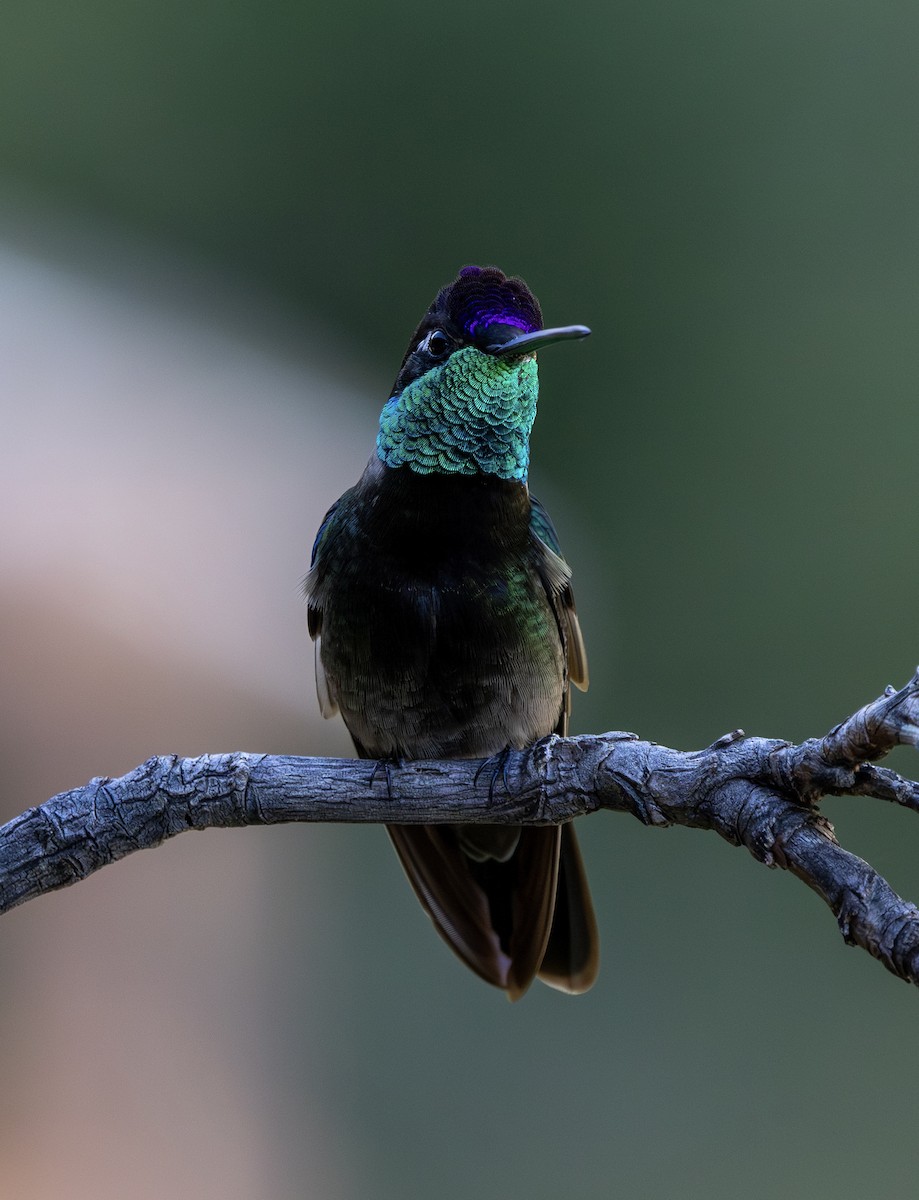 Rivoli's Hummingbird - ML644702949