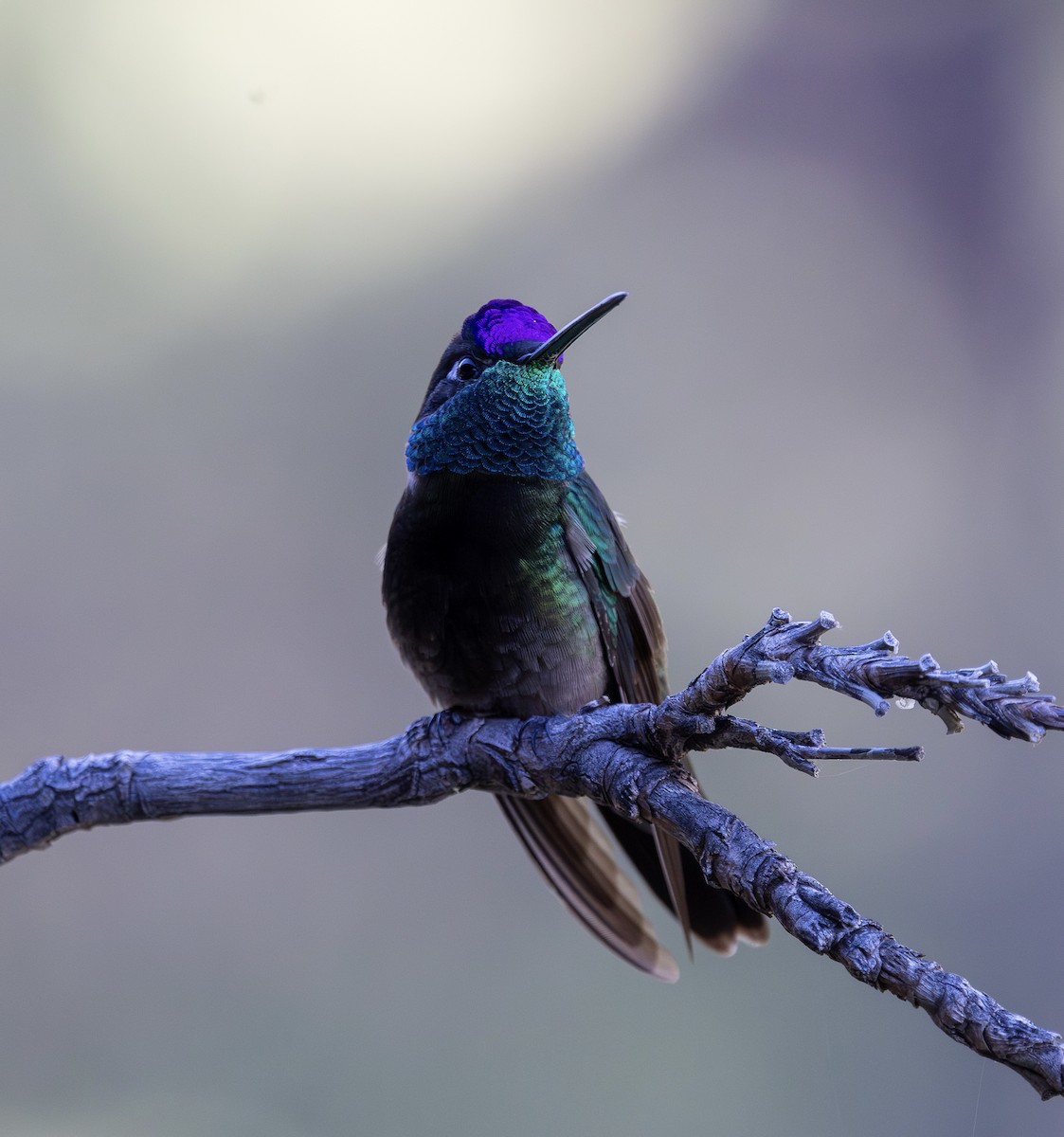 Rivoli's Hummingbird - ML644702950