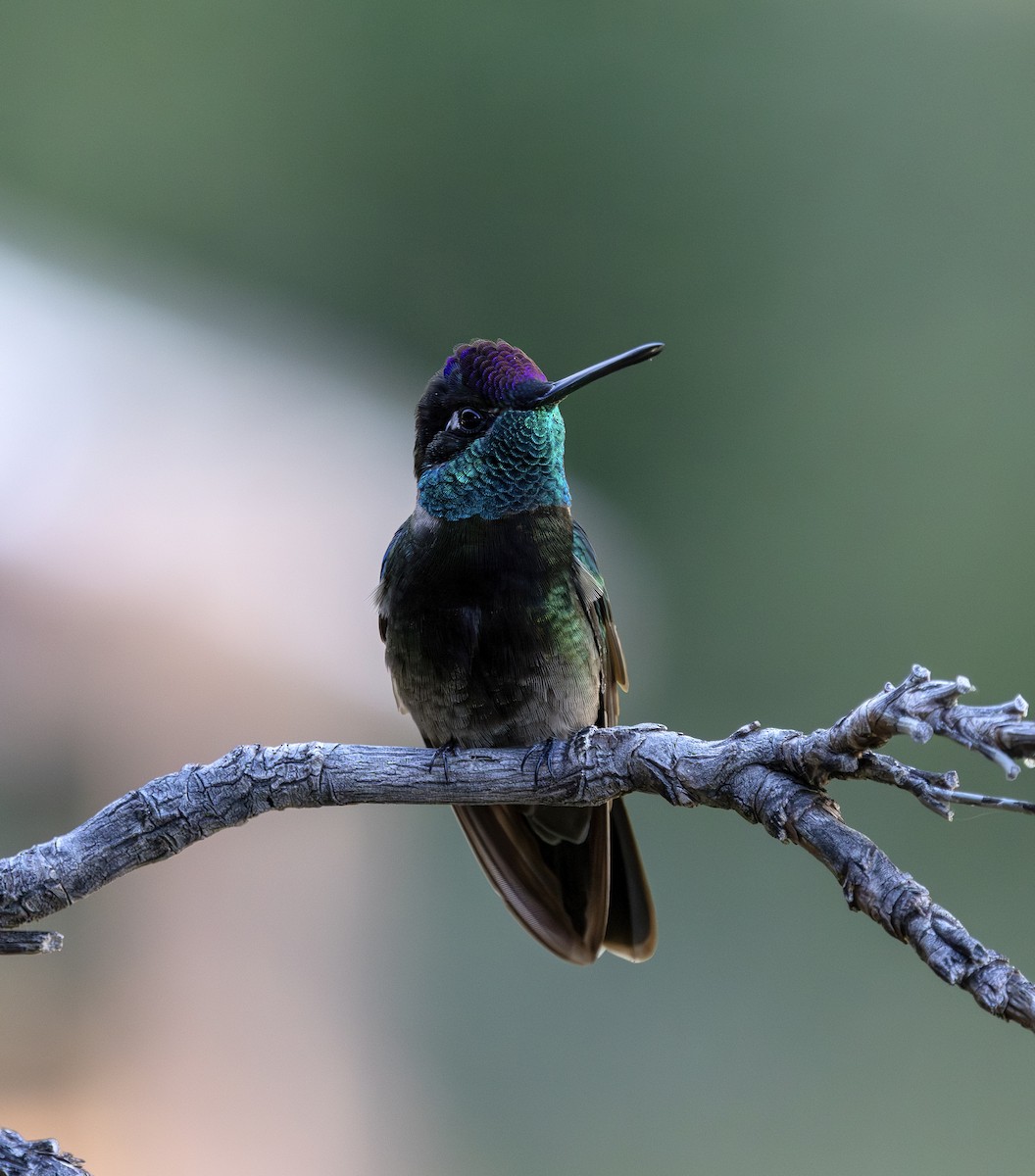 Rivoli's Hummingbird - ML644702951