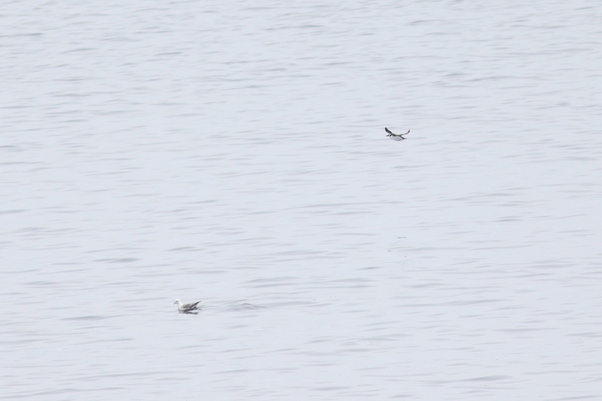 Common Murre - ML644702957