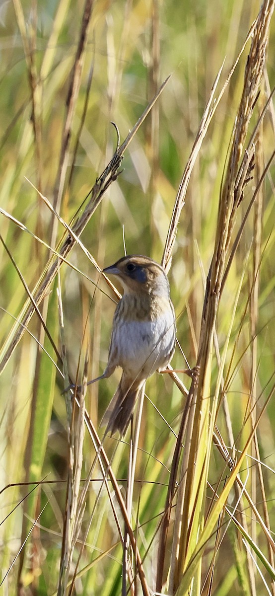 Nelson's Sparrow - ML644702966
