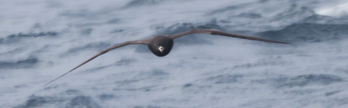 Flesh-footed Shearwater - ML644702977