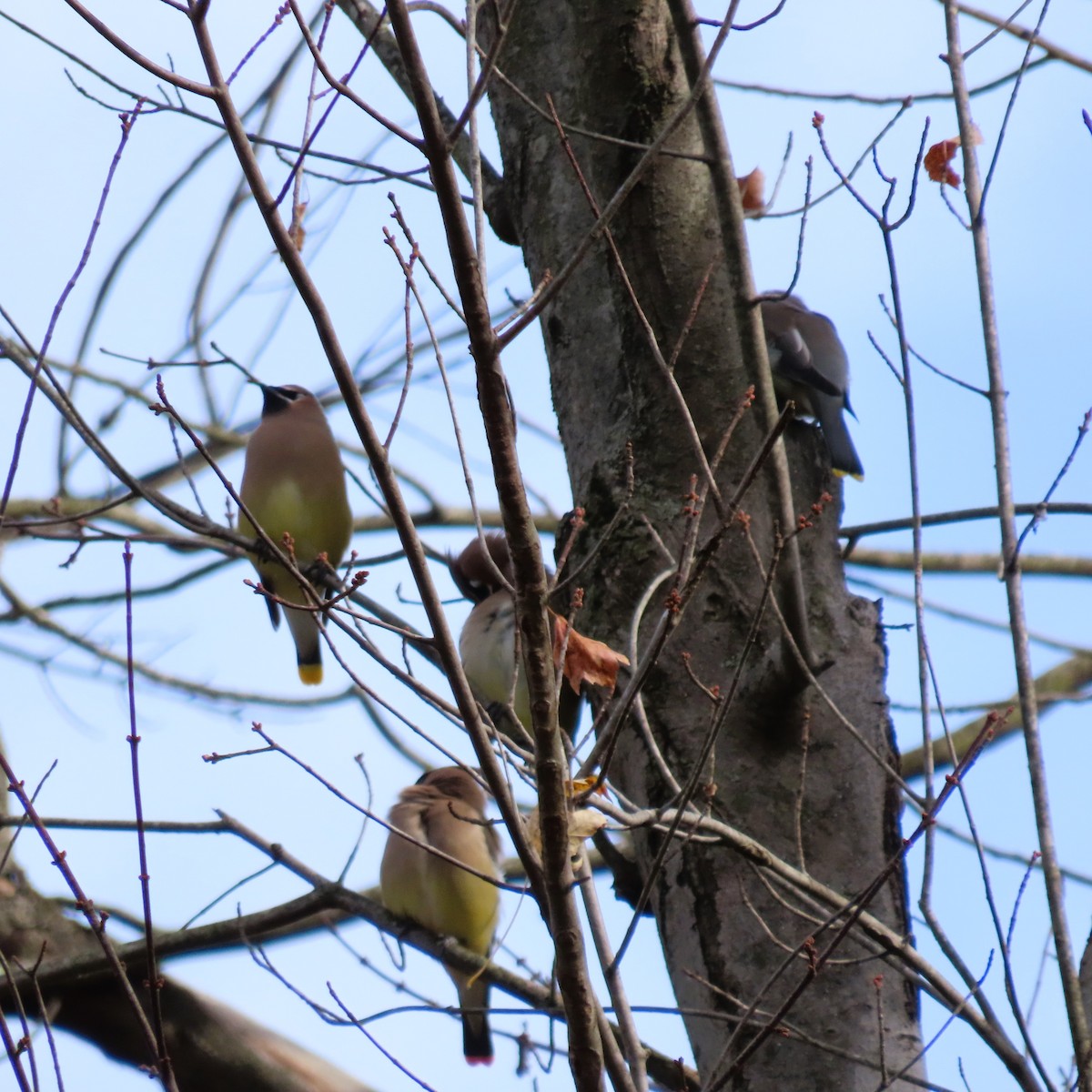 Sedir İpekkuyruğu - ML644702978