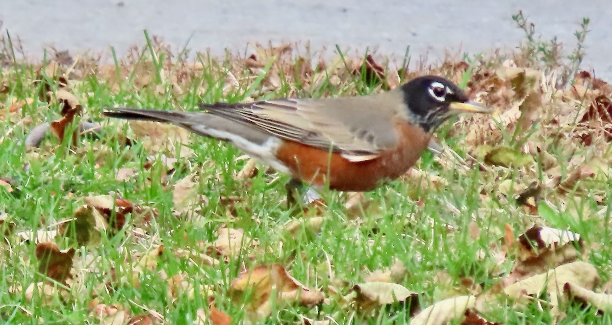 コマツグミ - ML644702981