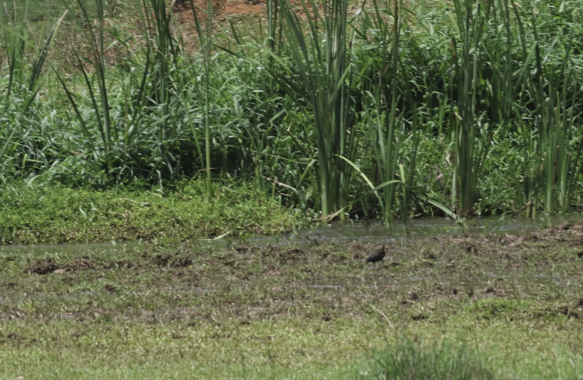 Râle noirâtre - ML644702982