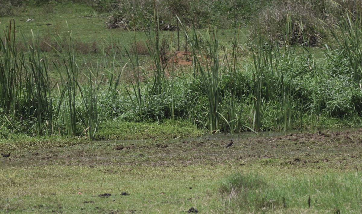 Râle noirâtre - ML644702984