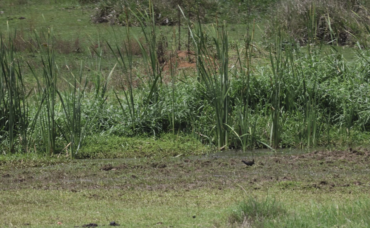 Râle noirâtre - ML644702985