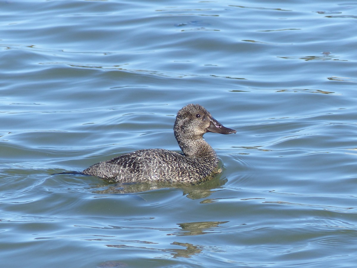 Blue-billed Duck - ML644702999