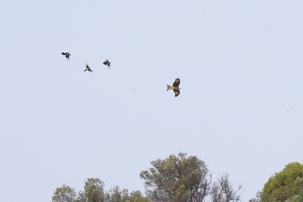 Red Kite - ML644703006