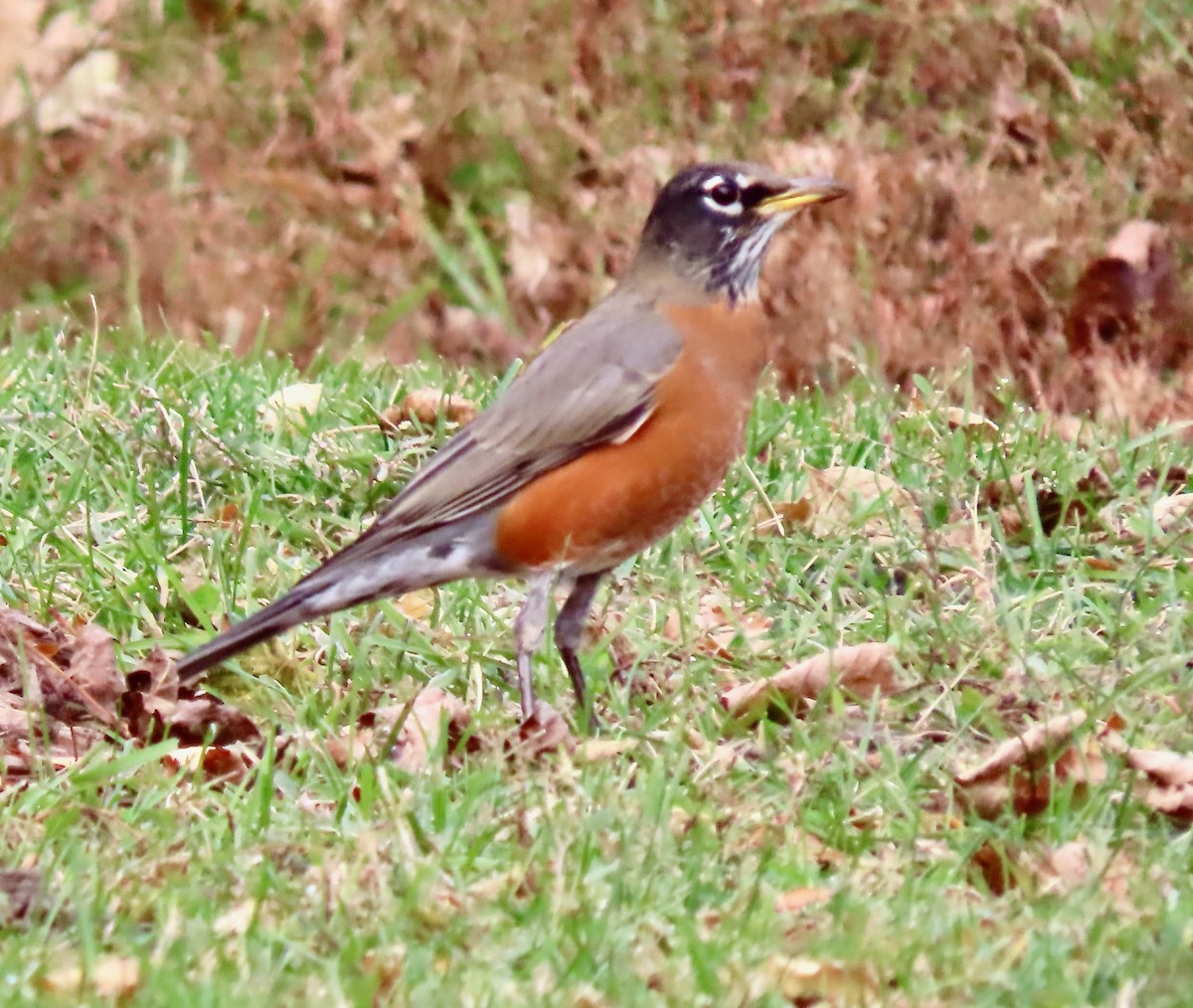 コマツグミ - ML644703007