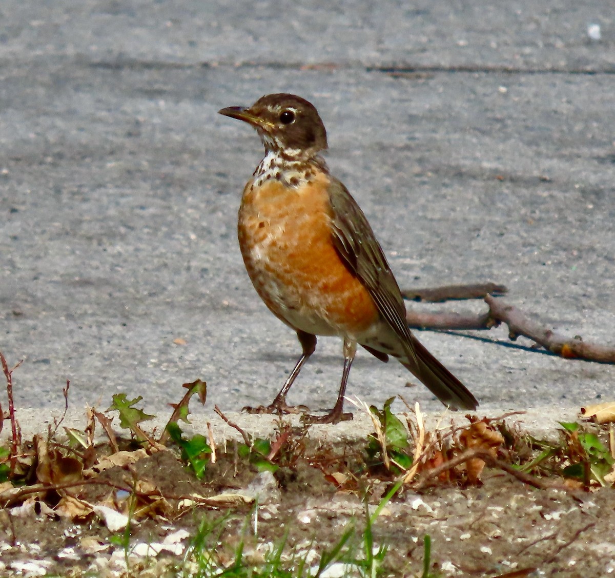 コマツグミ - ML644703017