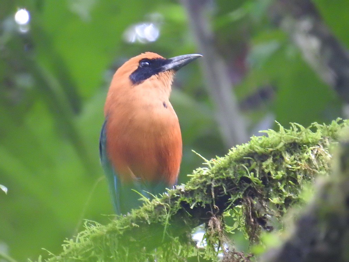 Motmot roux - ML644703019