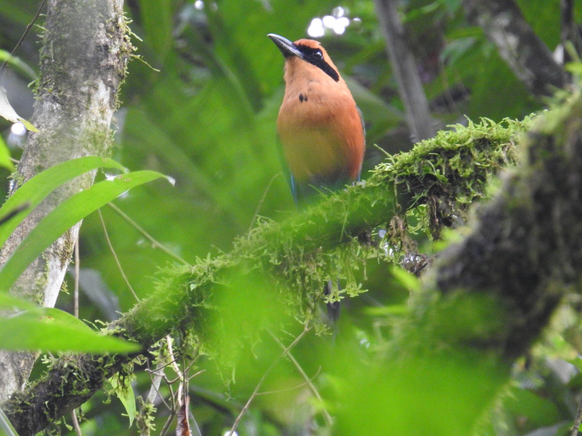 Motmot roux - ML644703033