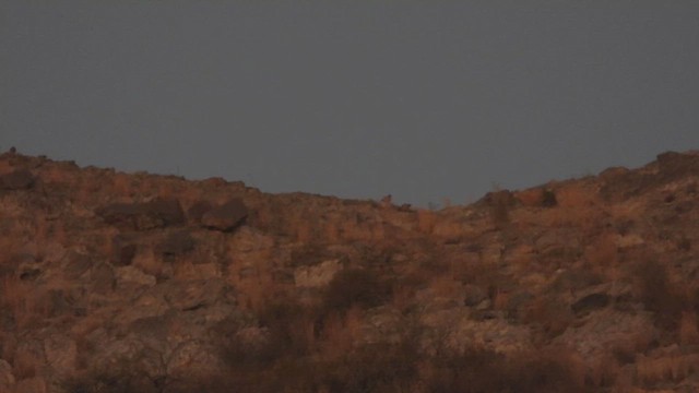 ノドグロイワシャコ - ML644703037