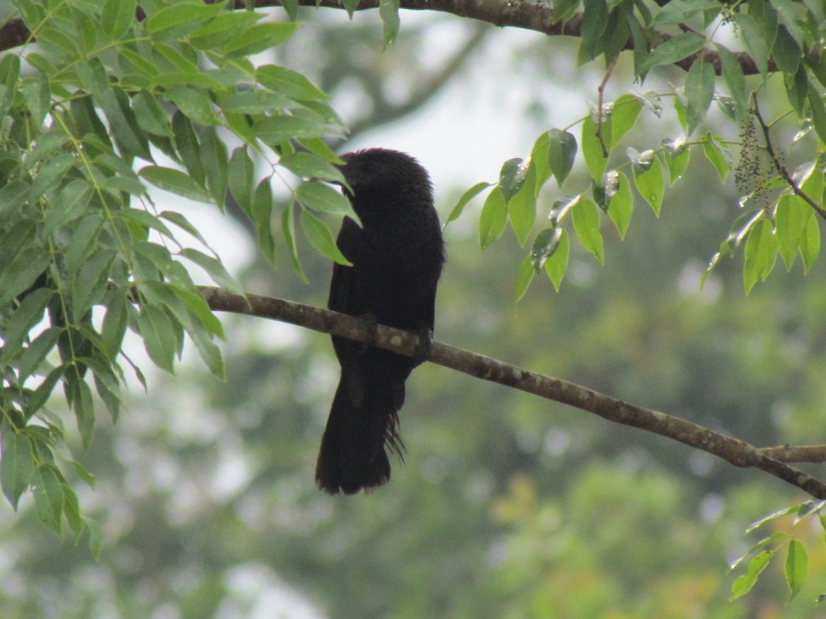 Düz Gagalı Ani - ML644703039