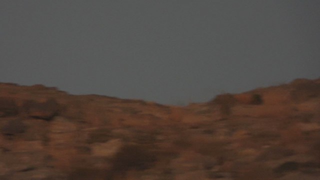 ノドグロイワシャコ - ML644703045