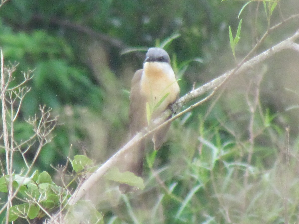 Dark-billed Cuckoo - ML644703065