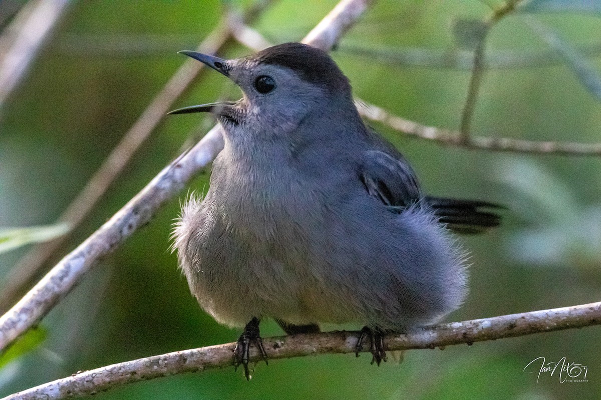 drozdec černohlavý - ML644703086