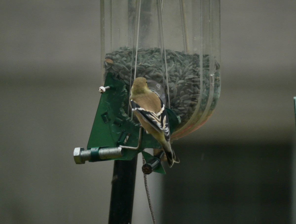 オウゴンヒワ - ML644703093