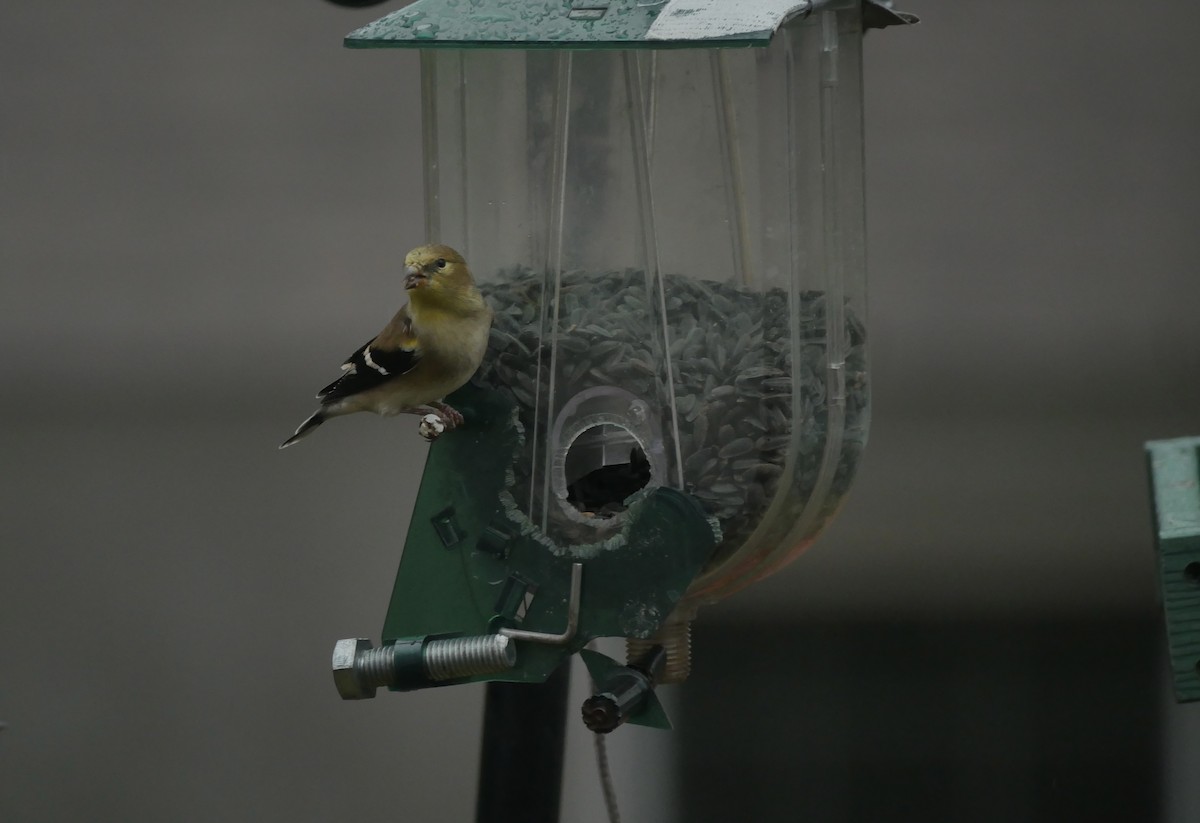 オウゴンヒワ - ML644703095