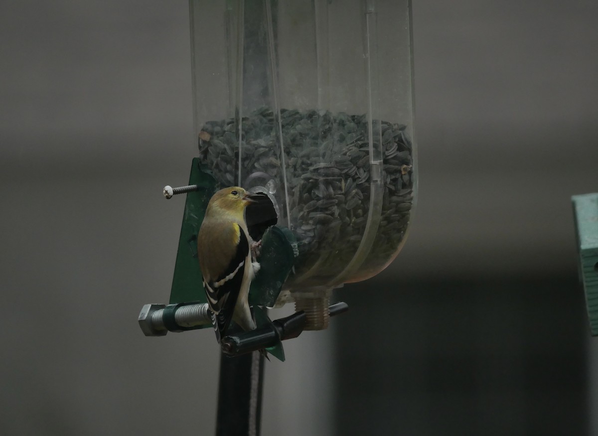 オウゴンヒワ - ML644703096