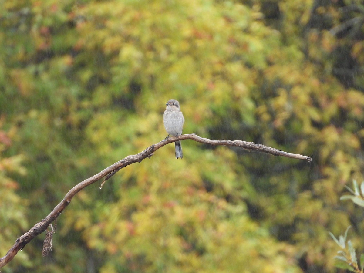 オオモズ - ML644703101