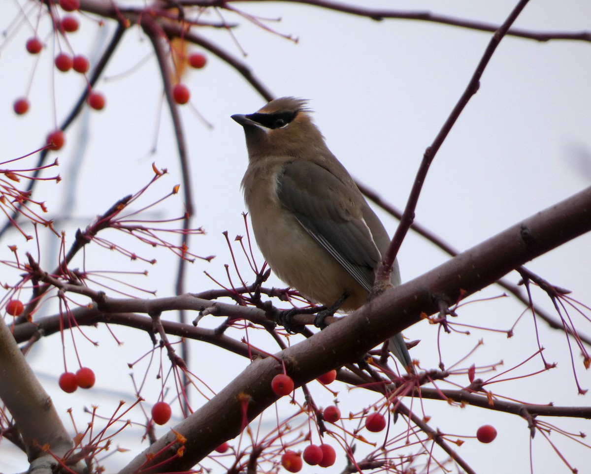 Sedir İpekkuyruğu - ML644703102