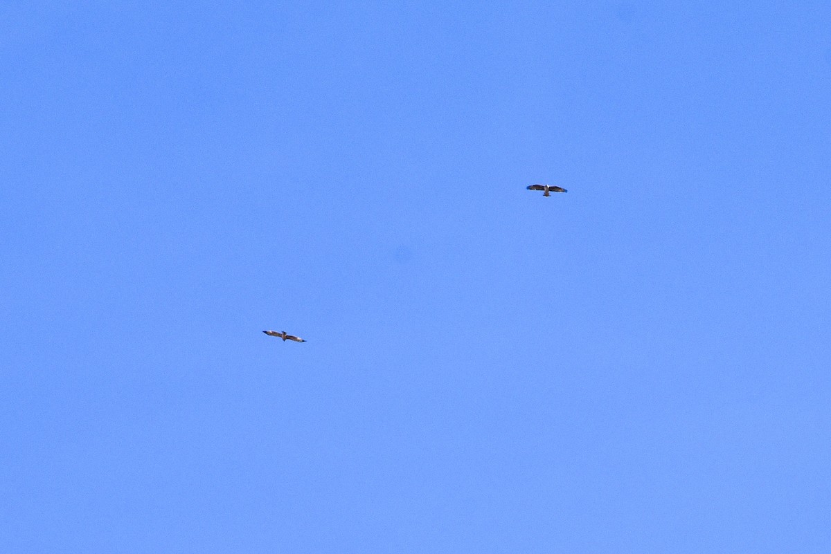 Харсун бүргэд - ML644703105