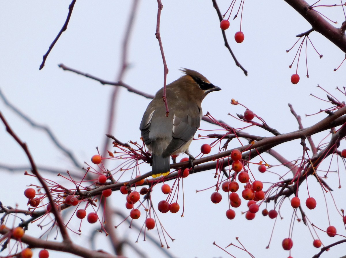 Sedir İpekkuyruğu - ML644703118
