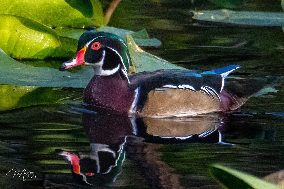 Каролінка - ML644703122