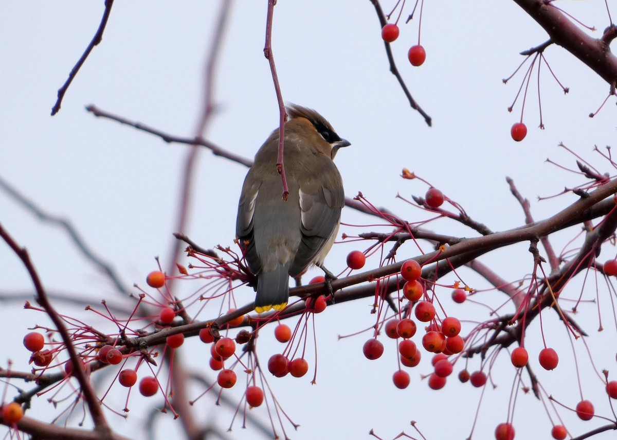 Sedir İpekkuyruğu - ML644703126