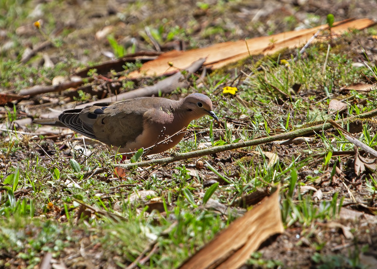 hrdlička černouchá - ML644703128