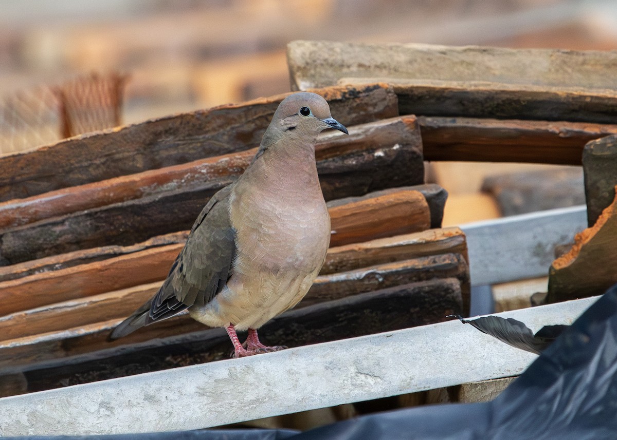 hrdlička černouchá - ML644703129