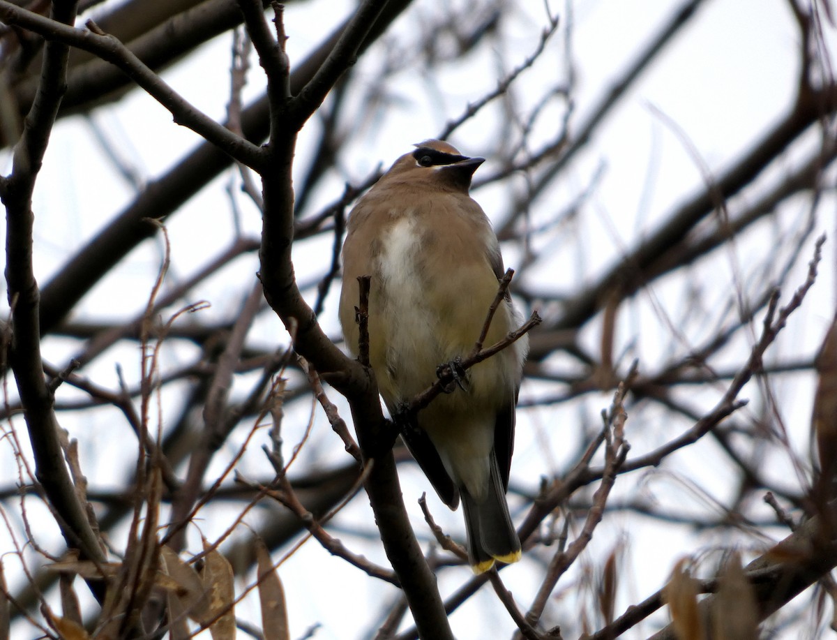 Sedir İpekkuyruğu - ML644703132