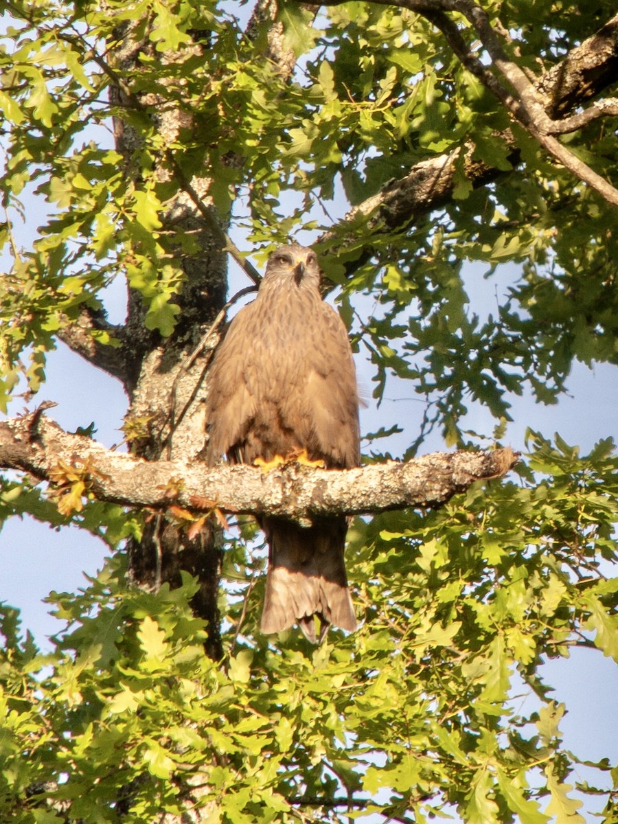 svartglente (migrans gr.) - ML644703134