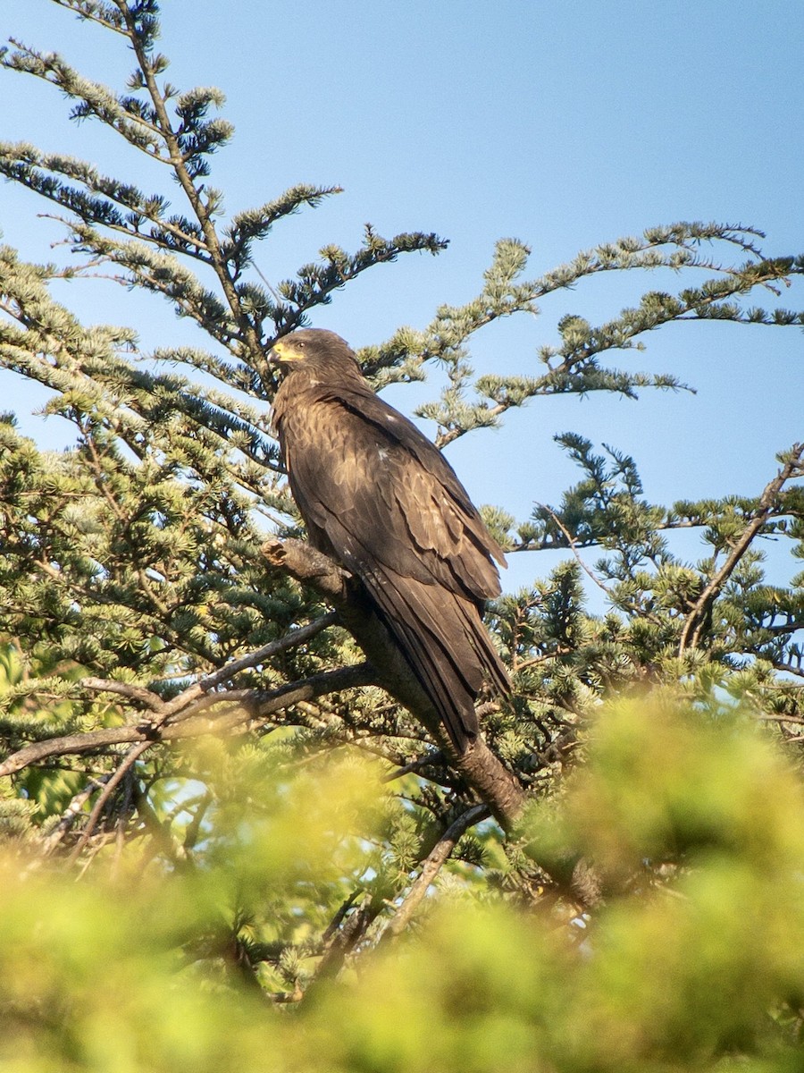 svartglente (migrans gr.) - ML644703135