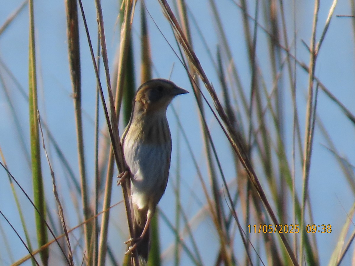 Nelson's Sparrow - ML644703142