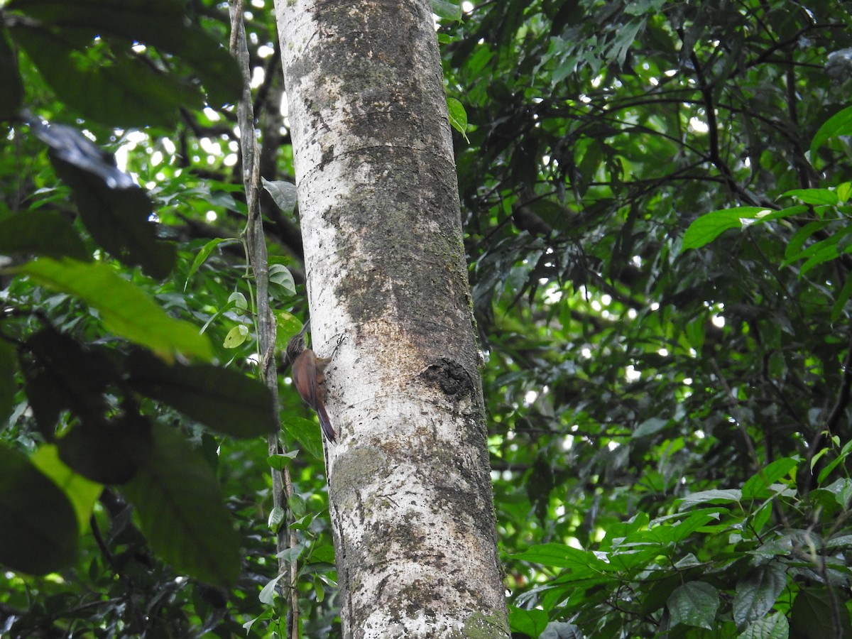 Cocoa Woodcreeper - ML644703150