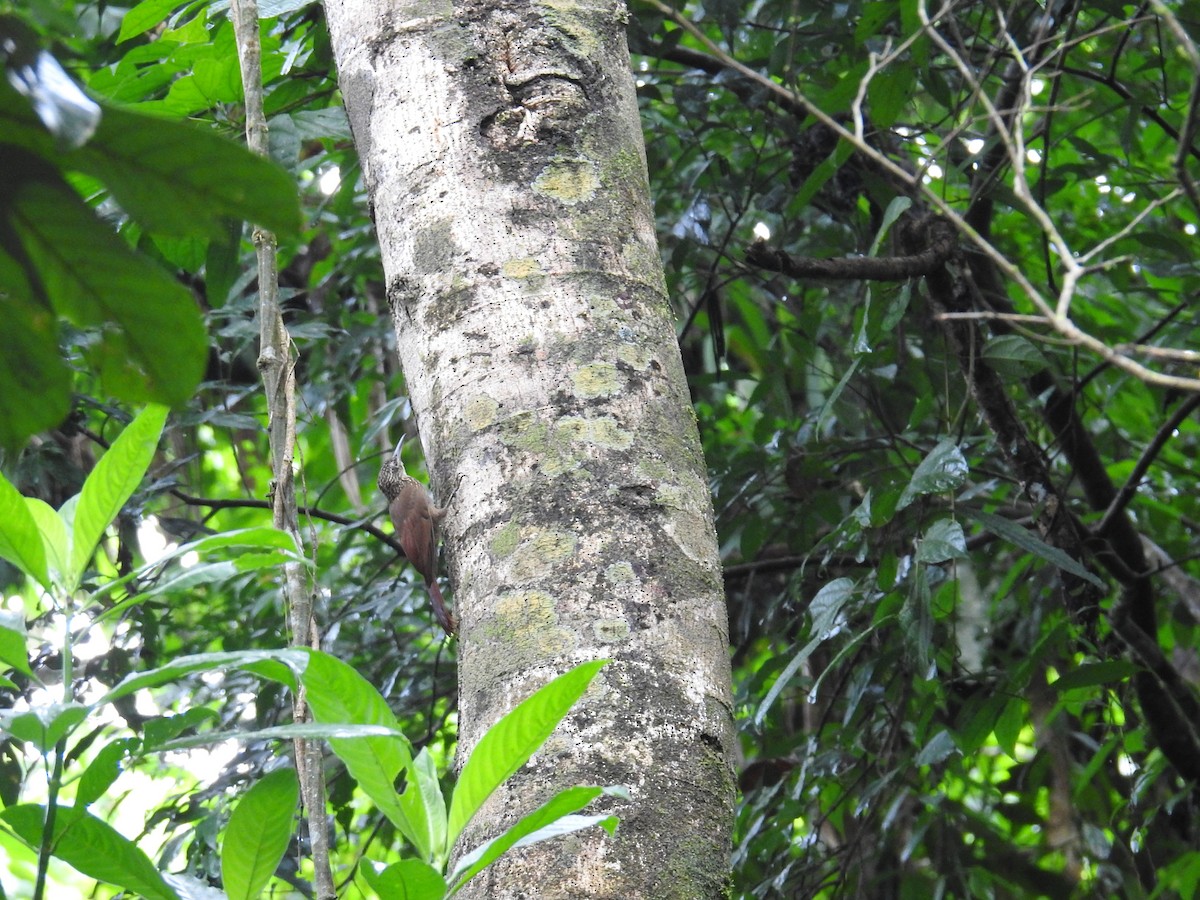 Cocoa Woodcreeper - ML644703151