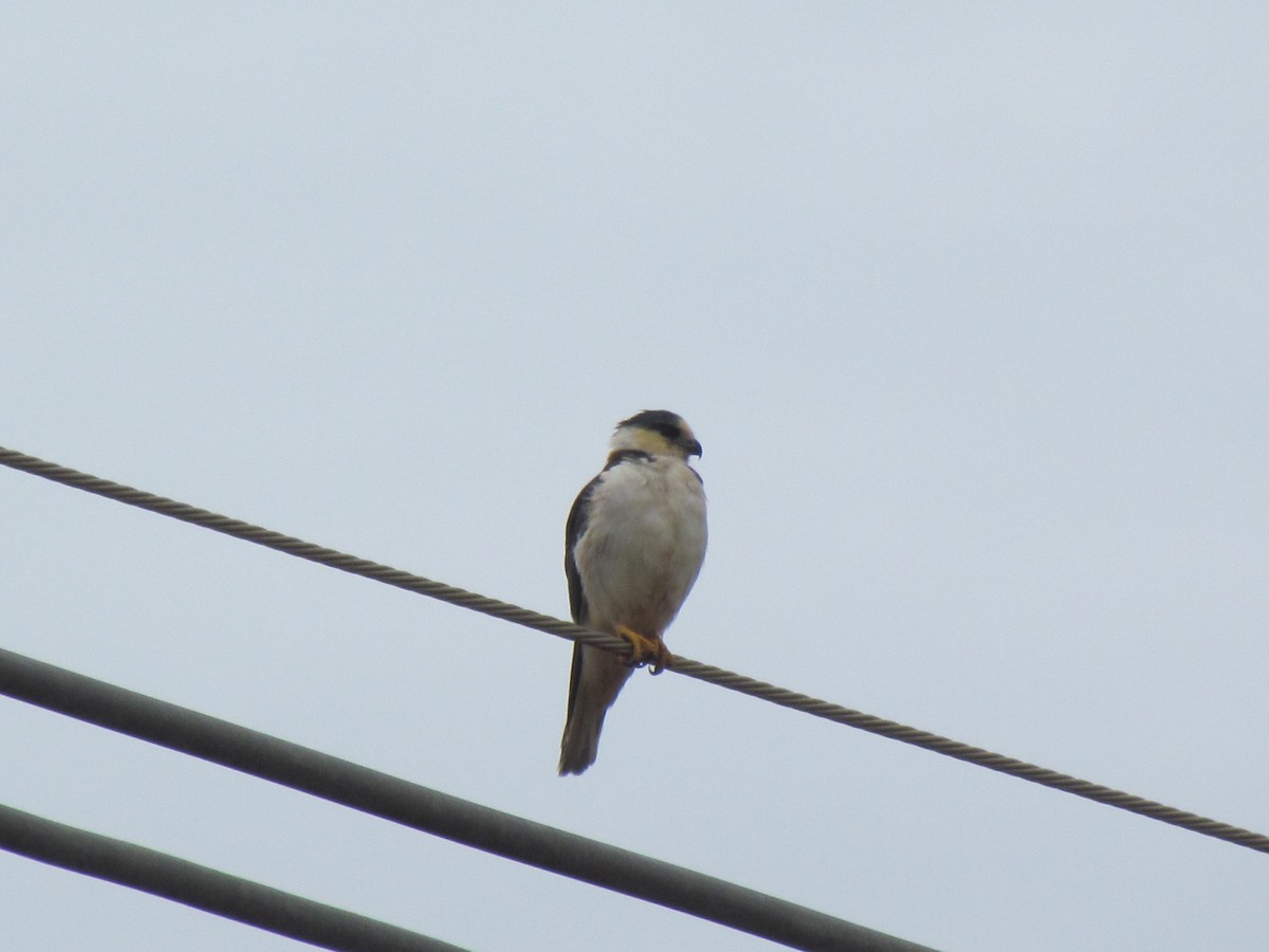 Pearl Kite - ML644703153