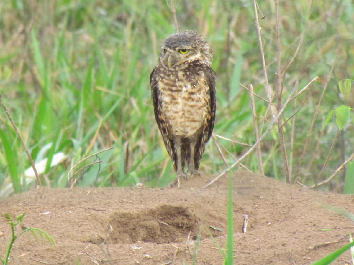 Burrowing Owl - ML644703158
