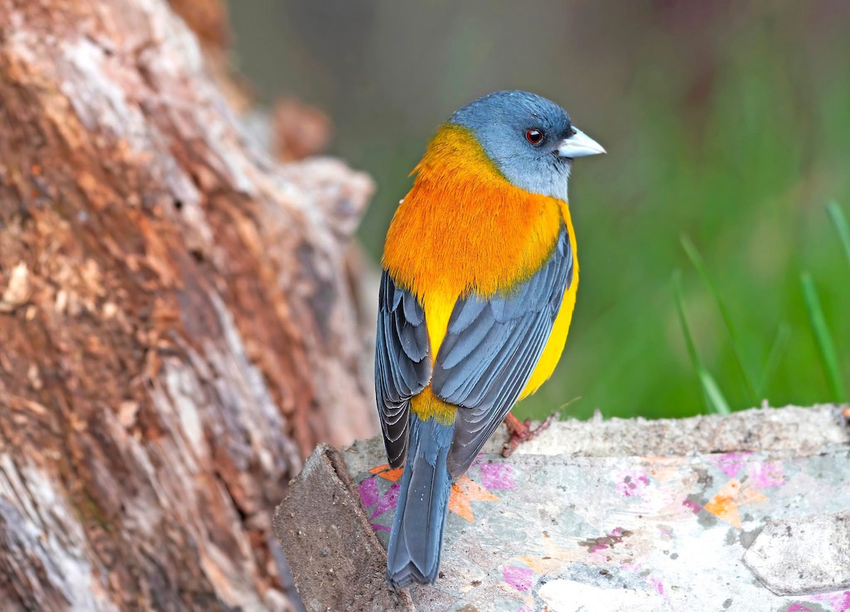 Patagonian Sierra Finch - ML644703169