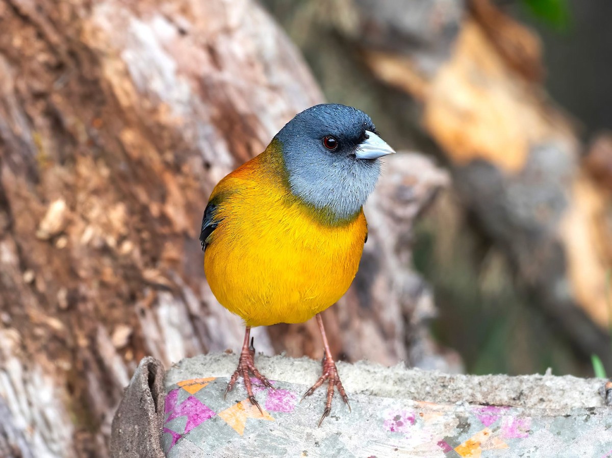 Patagonian Sierra Finch - ML644703170
