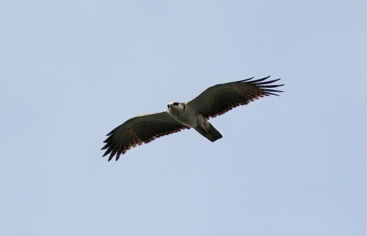 Рыжебрюхий орёл - ML644703173