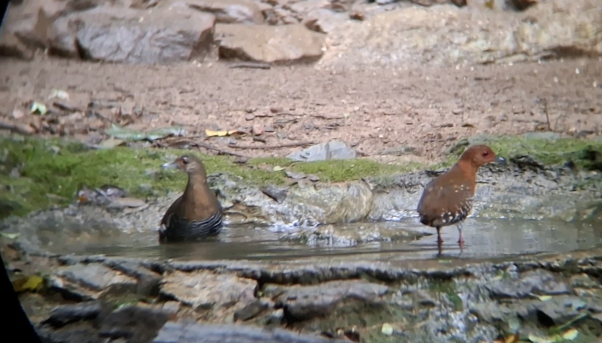 Slaty-legged Crake - ML644703178