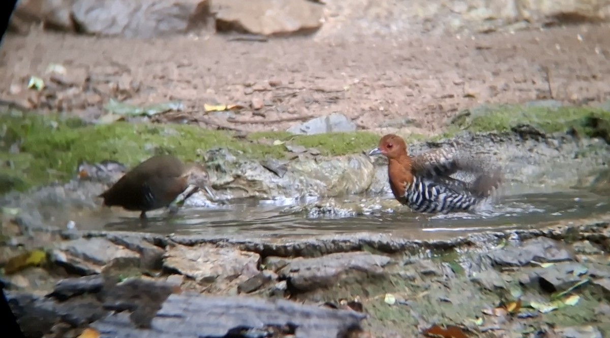 Slaty-legged Crake - ML644703179