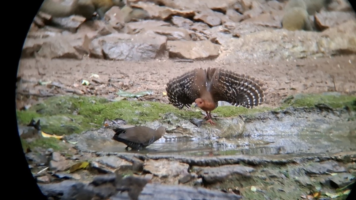 Slaty-legged Crake - ML644703181