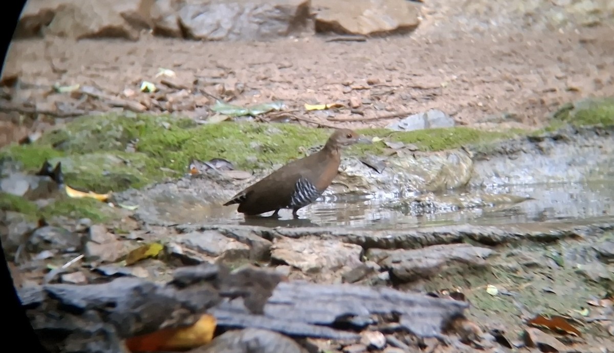 Slaty-legged Crake - ML644703182