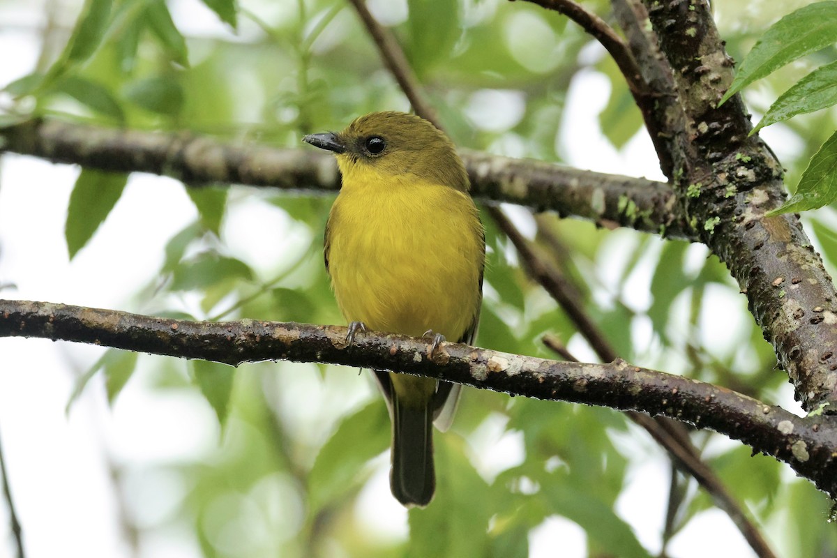 Bornean Whistler - ML644703186