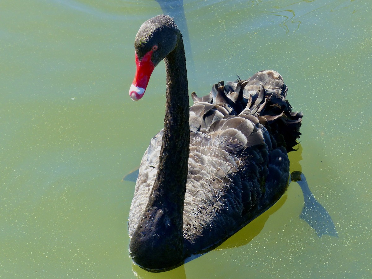 Black Swan - ML644703214
